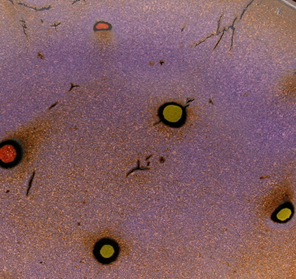 DH073 Medium Spotted Oval Platter Purple, Black, Chartreuse and Red Spots